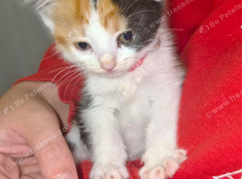 8 weeks old kitten