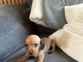 5 beautiful puppies u