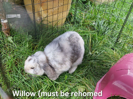 Female Mini Lops Rehome