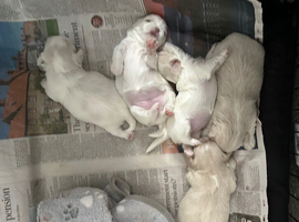 Five Beautiful White Imperial / Tea- Cup Shih Tzu&rsquo;s