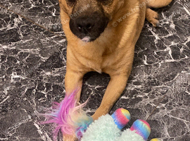 3 year male patterdale cross pug
