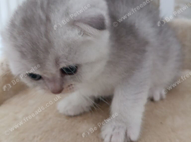 Kitten