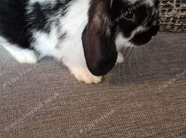 Mini lops