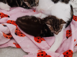 2 female kittens ready to leave in 3 weeks