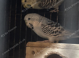 Two females for rehome