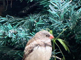 DNA male diamond Firetail
