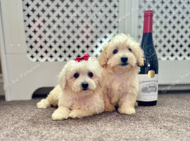 Maltipoo puppy white honey small toy puppies small dog