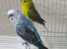 Black wings pair