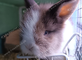 Angora lion heads