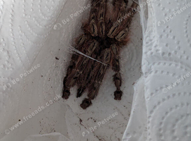 S calceatum feather leg babbons