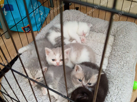 Exotic shorthair x Scottish straight kittens