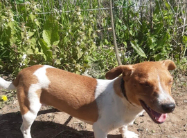Male Jack Russell