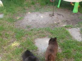 2 small house trained Pomeranians finally big enough to leave