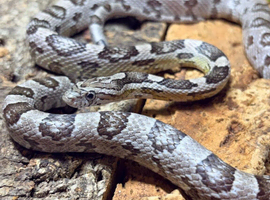 Adult Anery Corn Snake at Birmingham Reptiles