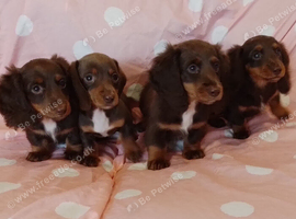 Long coat miniature dachshund