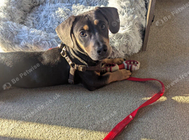 6 months old dachshund