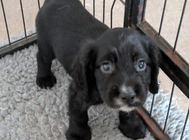 1 sprocker boy ready to leave