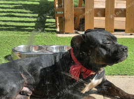 Rocco staff x cane corso 2 years old collection cullompton only