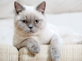 British shorthair 5 month kitten for sale