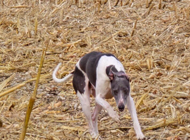 Blue  & white whippet stud