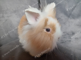 Baby lionhead bucks ready now
