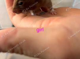 Baby girl syrian hamsters