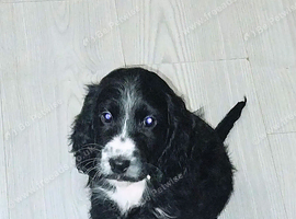 8 week old black female cockapoo puppie