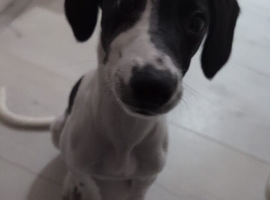 selling puppy