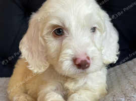 F1 cockapoo puppies