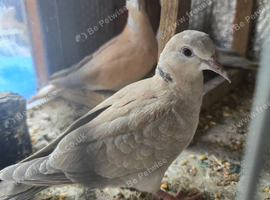 Dove for sale