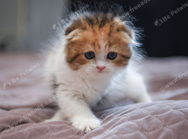 Scottish fold girl