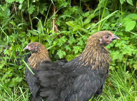 Sexed Pekin Bantam Pullets