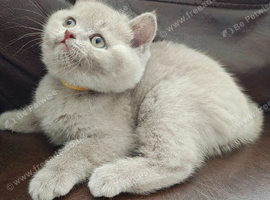 Ready to leave now- Last 2 lilac british shorthair girls