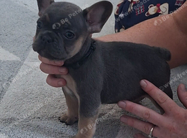 French bulldog puppies