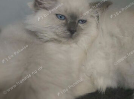 Male Ragdoll kitten STILL AVAILABLE