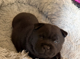 Adorable Chaffy chow puppies
