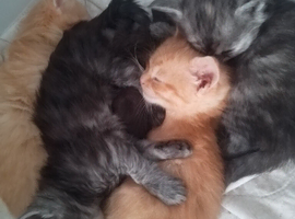 Maine coon kittens