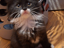 Black kittens ready to go