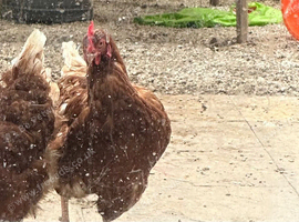 2x laying hens