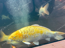 Two cheap koi for sale