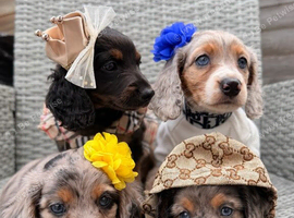 4 beautiful longhaired miniature dachshund