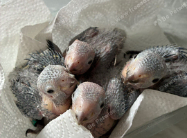 Pearly conures hand reared silly tame!