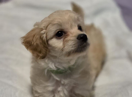 Mini poodles x long haired chihuahua