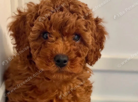 PREMIUM TOY CAVAPOOS (F1)NOAH & EDEN