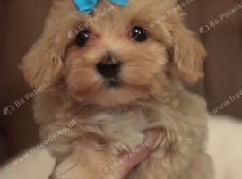 Maltipoo puppies small toy Maltese x toy poodle red apricot dog puppy