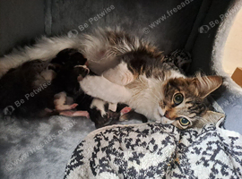 Pedigree Maine Coon Kittens