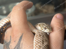 Male Western Hognose &ndash; Conda 100% Het Albino
