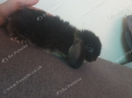3 baby mini lops ready now