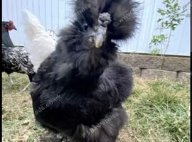 silkies and a peking bantam for sale