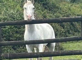 Arab x Appaloosa